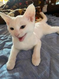 写メ日記 くいん 10/1(水) 20:17