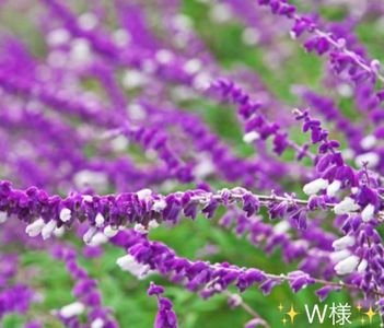 写メ日記 小山真帆 10/4(土) 22:20