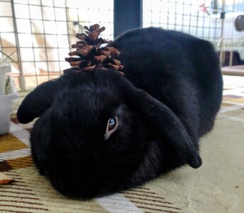 写メ日記 篠原尚美 10/5(日) 20:14