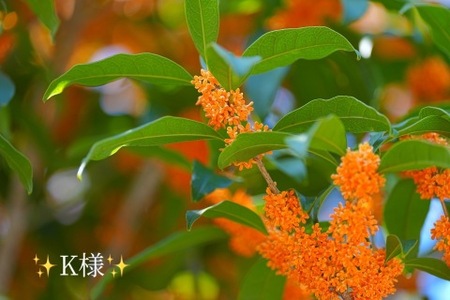 写メ日記 小山真帆 10/7(火) 18:08