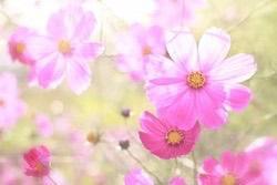 写メ日記 ゆいら 10/8(水) 16:23