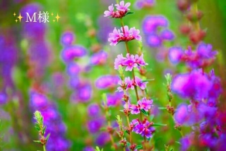 写メ日記 小山真帆 10/11(土) 22:08