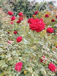 写メ日記 なみ 10/20(月) 22:47