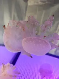 写メ日記 ことか 11/6(木) 21:17