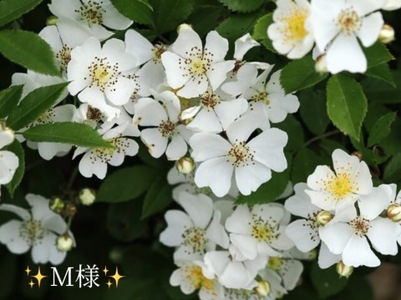 写メ日記 小山真帆 11/8(土) 21:02