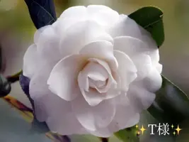 写メ日記 小山真帆 11/11(火) 14:30