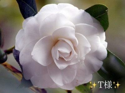 写メ日記 小山真帆 11/11(火) 14:30