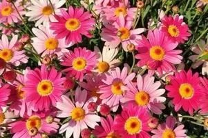 写メ日記 みずほ 11/17(月) 18:14