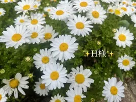 写メ日記 小山真帆 11/22(土) 22:42