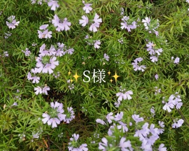 写メ日記 小山真帆 11/23(日) 00:26