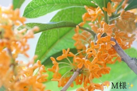 写メ日記 小山真帆 11/24(月) 23:20