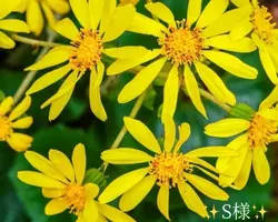 写メ日記 小山真帆 11/27(木) 18:16