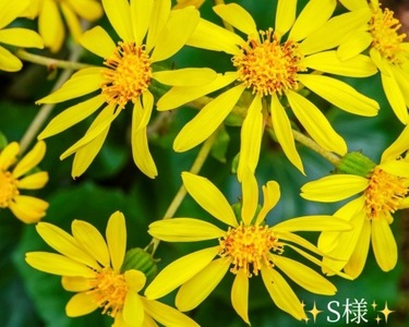 写メ日記 小山真帆 11/27(木) 18:16