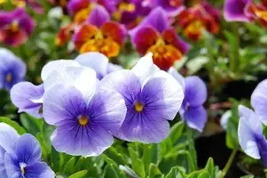 写メ日記 みずほ 11/30(日) 15:06