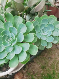 写メ日記 りか 12/1(月) 10:18