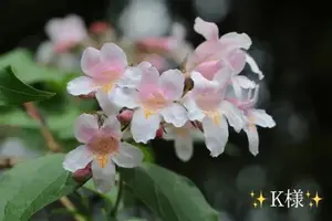 写メ日記 小山真帆 12/4(木) 21:38