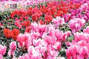 写メ日記 小山真帆 12/8(月) 19:52