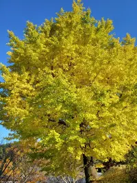 写メ日記 あかね 12/20(土) 11:12