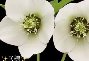 写メ日記 小山真帆 12/20(土) 19:02