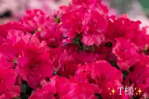 写メ日記 小山真帆 12/22(月) 22:52