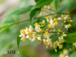 写メ日記 小山真帆 12/29(月) 20:16