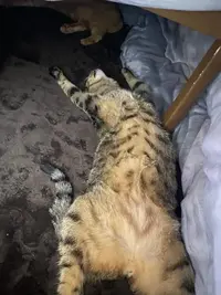 写メ日記 くいん 1/11(日) 19:33