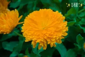 写メ日記 小山真帆 1/13(火) 09:32