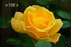 写メ日記 小山真帆 1/13(火) 13:32