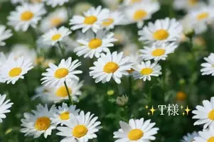 写メ日記 小山真帆 1/17(土) 22:26