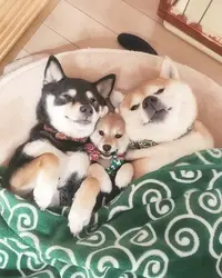 写メ日記 つかさ 1/18(日) 05:04