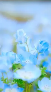 写メ日記 かりん 1/24(土) 03:08