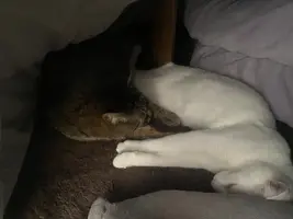 写メ日記 くいん 2/3(火) 00:49