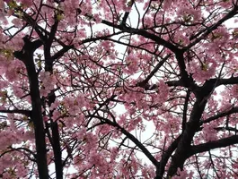 写メ日記 さくら 3/2(月) 15:38