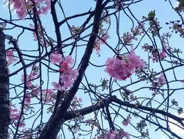 写メ日記 さくら 3/4(水) 12:54