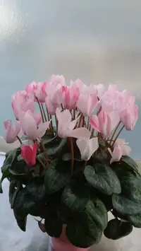 写メ日記 しず 3/19(木) 08:54