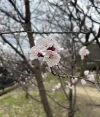 写メ日記 ゆい 3/25(水) 07:33