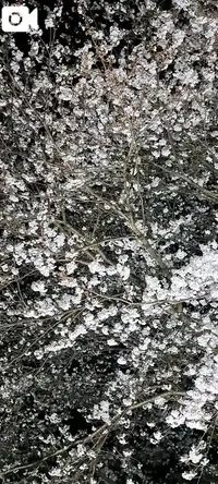 写メ日記 まつり 3/30(月) 17:33