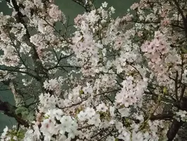 写メ日記 さくら 3/30(月) 22:50