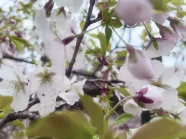 写メ日記 ゆめ 3/31(火) 15:10