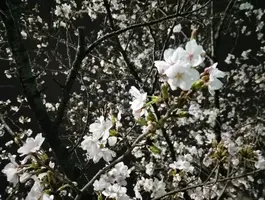 写メ日記 さくら 4/1(水) 00:20