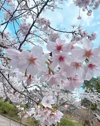 写メ日記 めるる 4/2(木) 11:46