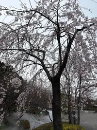 写メ日記 みみ 4/2(木) 15:38