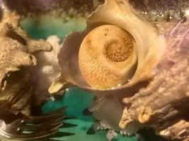 写メ日記 ねね 4/4(土) 17:02