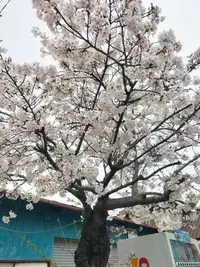 写メ日記 アンナ 4/5(日) 09:21