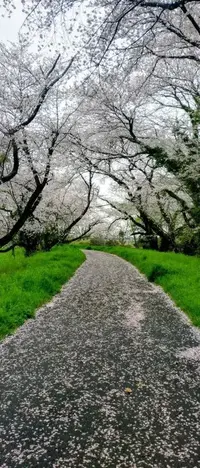 写メ日記 ゆら 4/6(月) 11:33