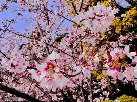 写メ日記 さき 4/8(水) 11:09