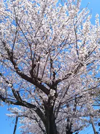 写メ日記 篠原尚美 4/8(水) 14:10