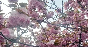 写メ日記 しずな 4/9(木) 00:05