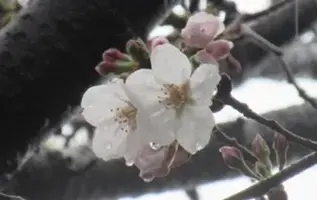 写メ日記 れい 4/12(日) 16:10