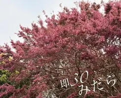 写メ日記 みだら 4/16(木) 16:58